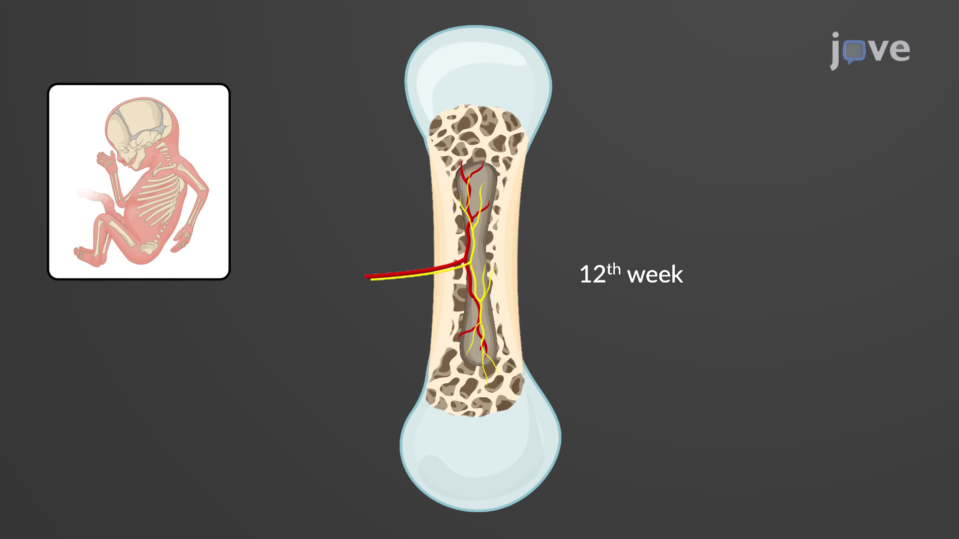 Bone Formation By Endochondral Ossification Anatomy And Physiology JoVe