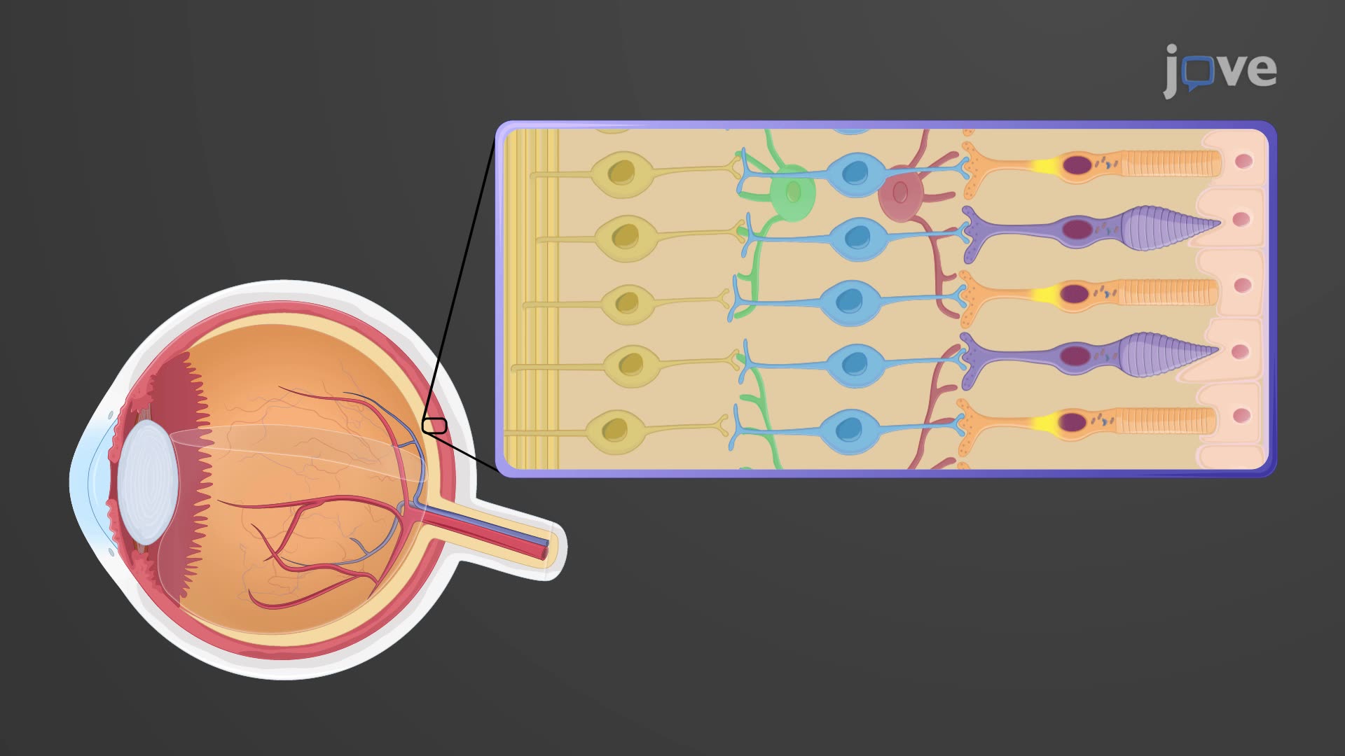 Video Photoreceptors And Visual Pathways