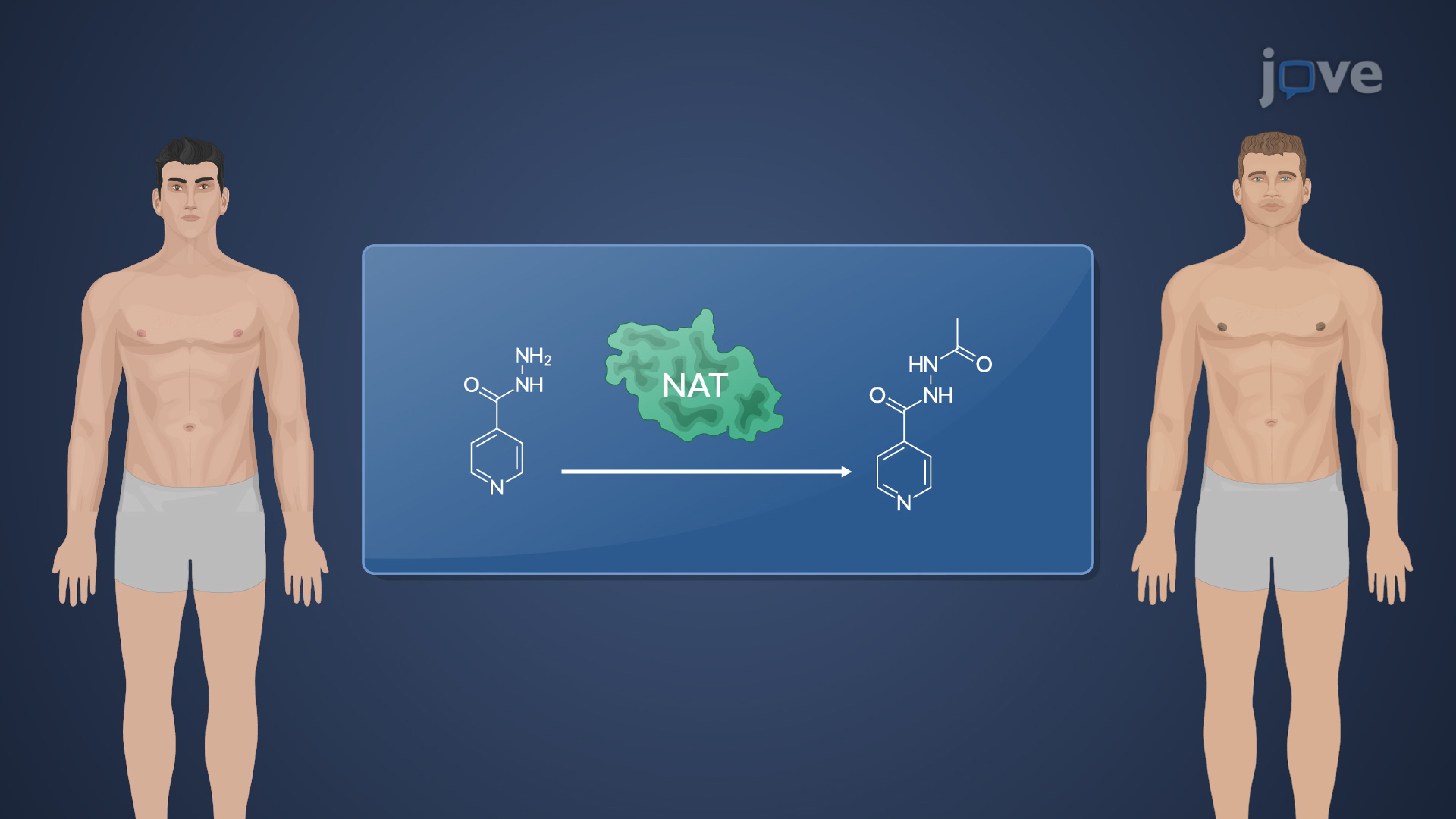 5.15 : Factors Affecting Drug Biotransformation: Biological