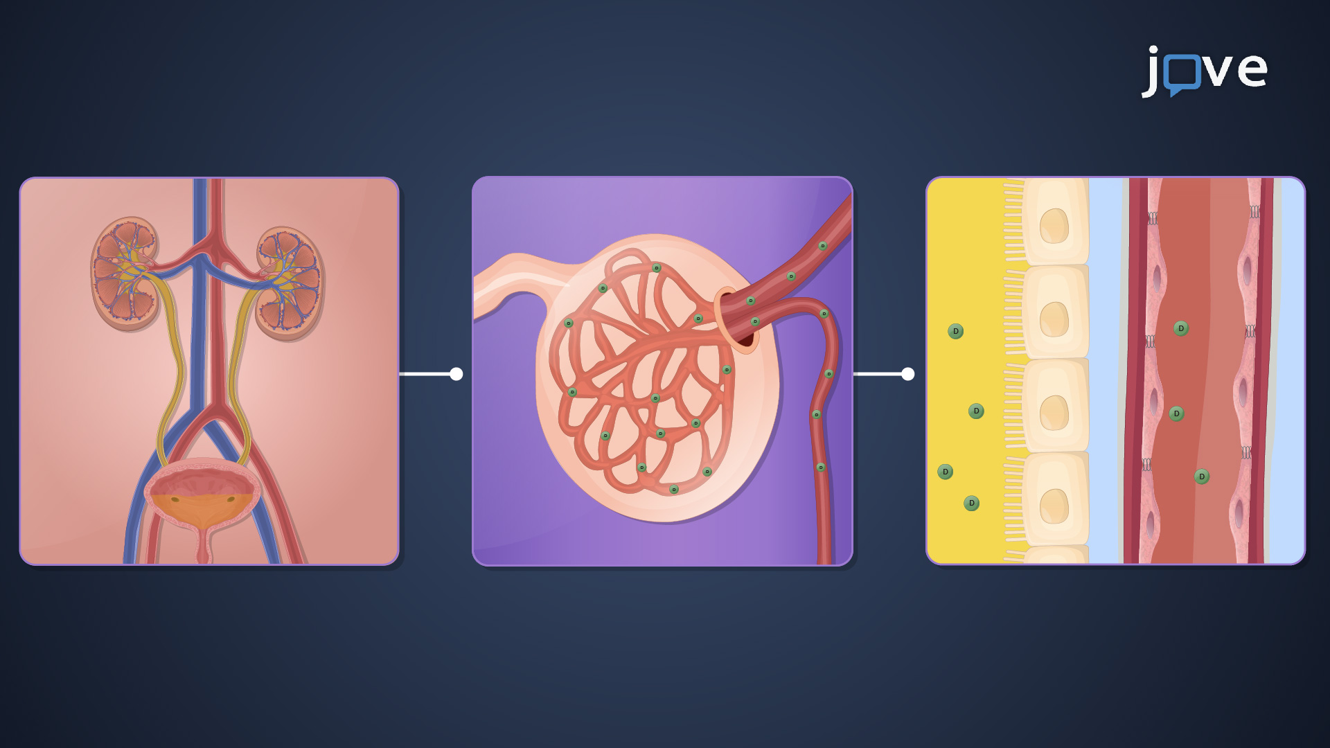 6.17 : Renal Drug Clearance: Comparison Between Renal Excretion Methods