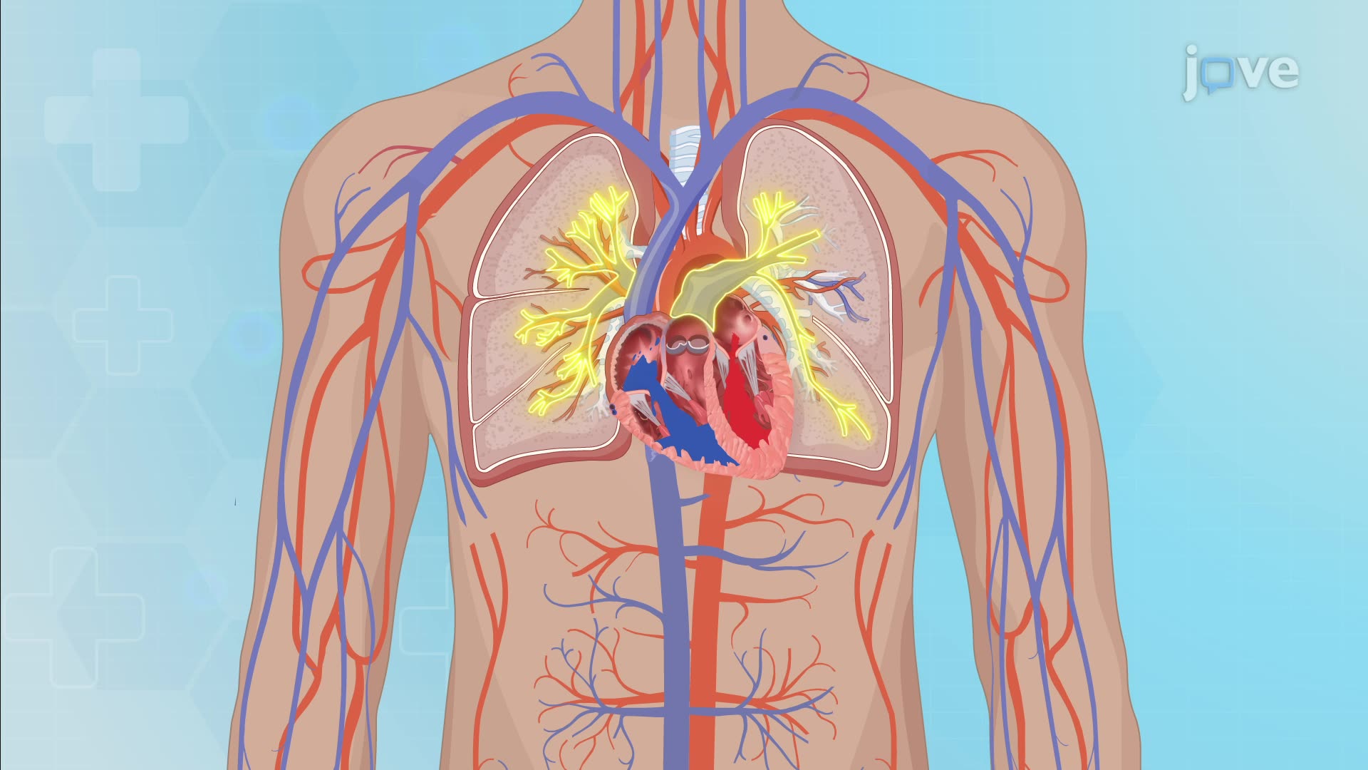 13.1 : Anatomy of the Heart
