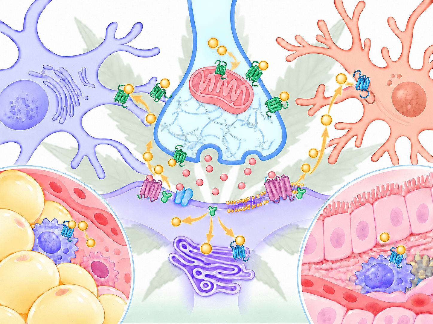 Spatial and Cellular Organization of Endocannabinoid Signaling | JoVE