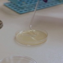 Rapid Protocol For Preparation Of Electrocompetent Escherichia Coli And Vibrio Cholerae Protocol Translated To Japanese