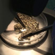 Xenopus Oocytes Optimized Methods For Microinjection Removal Of Follicular Cell Layers And Fast Solution Changes In Electrophysiological Experiments Protocol Translated To Chinese