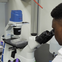 In Vitro Assays to Evaluate the Migration, Invasion, and Proliferation 